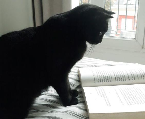 Les Chats Dans La Litterature Epinay Sur Orge